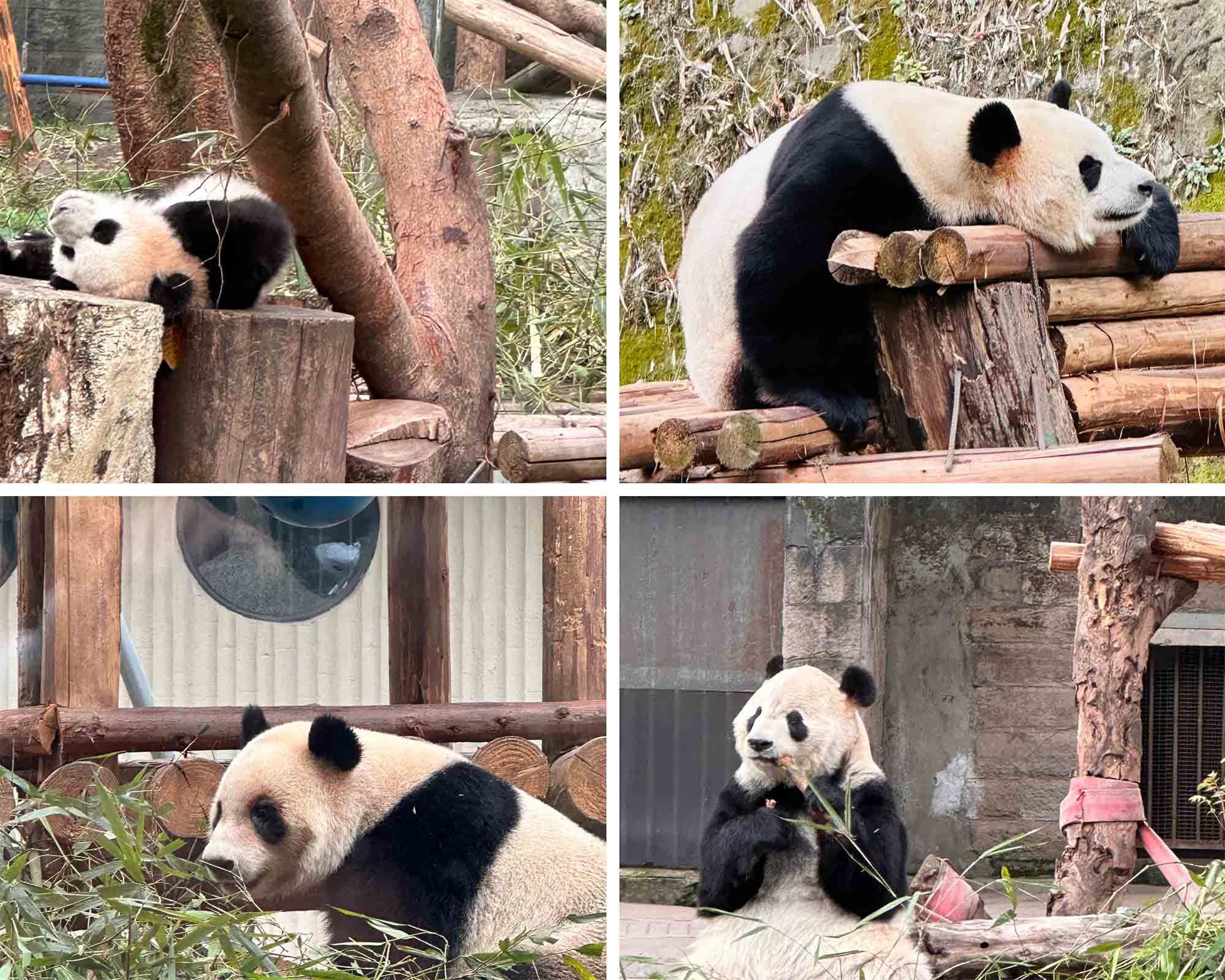 Trải nghiệm xem gấu trúc tại vườn thú Trùng Khánh, Trung Quốc