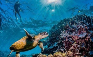 Hiệp ước bảo tồn đa dạng sinh học đại dương vượt qua rào cản cuối cùng