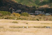 Đến Nhật Bản ngắm cánh đồng cỏ lau trên sườn đồi Daigatake