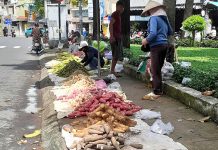 Củ khoai hạt đậu phố phường