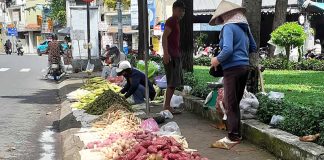 Củ khoai hạt đậu phố phường