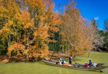 Ngắm rừng phong hương chuyển màu ở Quảng Trị