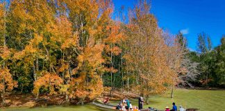 Ngắm rừng phong hương chuyển màu ở Quảng Trị