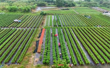 Hoa Tết trước giờ G, nhà vườn Thới An thấp thỏm vì mưa trái mùa