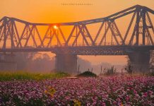 Vườn hoa cánh bướm rực rỡ dưới chân cầu Long Biên