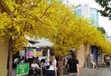 Đường mai vàng, phố ông đồ dần lộ diện giữa trung tâm TPHCM