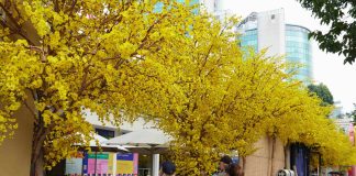 Đường mai vàng, phố ông đồ dần lộ diện giữa trung tâm TPHCM