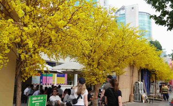 Đường mai vàng, phố ông đồ dần lộ diện giữa trung tâm TPHCM