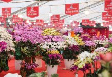 ‘Nữ hoàng hoa Tết’ lan hồ điệp xuống phố Hà Nội