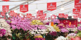 ‘Nữ hoàng hoa Tết’ lan hồ điệp xuống phố Hà Nội