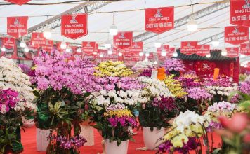 ‘Nữ hoàng hoa Tết’ lan hồ điệp xuống phố Hà Nội