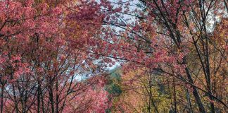 Sắc hồng hoa tớ dày phủ khắp bản làng Lào Cai