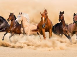 Năm Ngọ và những thành ngữ về ngựa trong văn hóa Việt