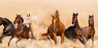 Năm Ngọ và những thành ngữ về ngựa trong văn hóa Việt