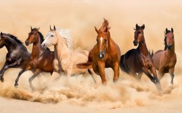 Năm Ngọ và những thành ngữ về ngựa trong văn hóa Việt