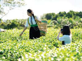 Chén chè Việt, mạch văn hóa chảy qua ngàn năm