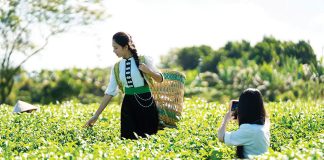 Chén chè Việt, mạch văn hóa chảy qua ngàn năm