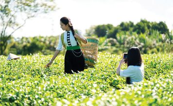 Chén chè Việt, mạch văn hóa chảy qua ngàn năm