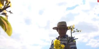 Mai Tết vào vụ, nhà vườn TPHCM hứa hẹn giá ‘dễ chịu’