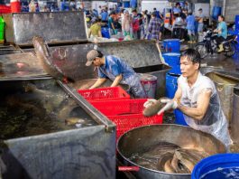 Hàng trăm tấn cá lóc về chợ đầu mối chuẩn bị cho cao điểm vía Thần Tài