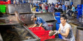 Hàng trăm tấn cá lóc về chợ đầu mối chuẩn bị cho cao điểm vía Thần Tài