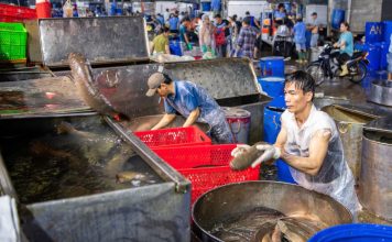 Hàng trăm tấn cá lóc về chợ đầu mối chuẩn bị cho cao điểm vía Thần Tài