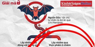 Virus Nipah là gì mà khiến thế giới lo ngại sau Covid-19?