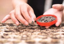 Gieo lại yêu thương trên mảnh vườn cũ