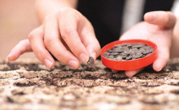 Gieo lại yêu thương trên mảnh vườn cũ