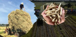 Từ khói rơm đốt đồng đến bài toán kinh tế carbon thấp