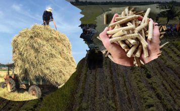 Từ khói rơm đốt đồng đến bài toán kinh tế carbon thấp