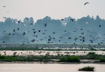 Chim trời trở lại Tràm Chim, tín hiệu môi trường phục hồi