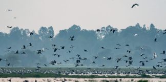 Chim trời trở lại Tràm Chim, tín hiệu môi trường phục hồi