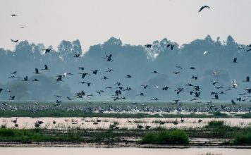 Chim trời trở lại Tràm Chim, tín hiệu môi trường phục hồi