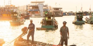 Nhịp mưu sinh lúc bình minh ở cảng cá An Thới