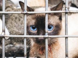 Nhiều hộ kinh doanh, giết mổ, buôn bán chó mèo tại Hà Nội chuyển nghề