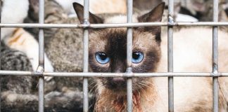 Nhiều hộ kinh doanh, giết mổ, buôn bán chó mèo tại Hà Nội chuyển nghề